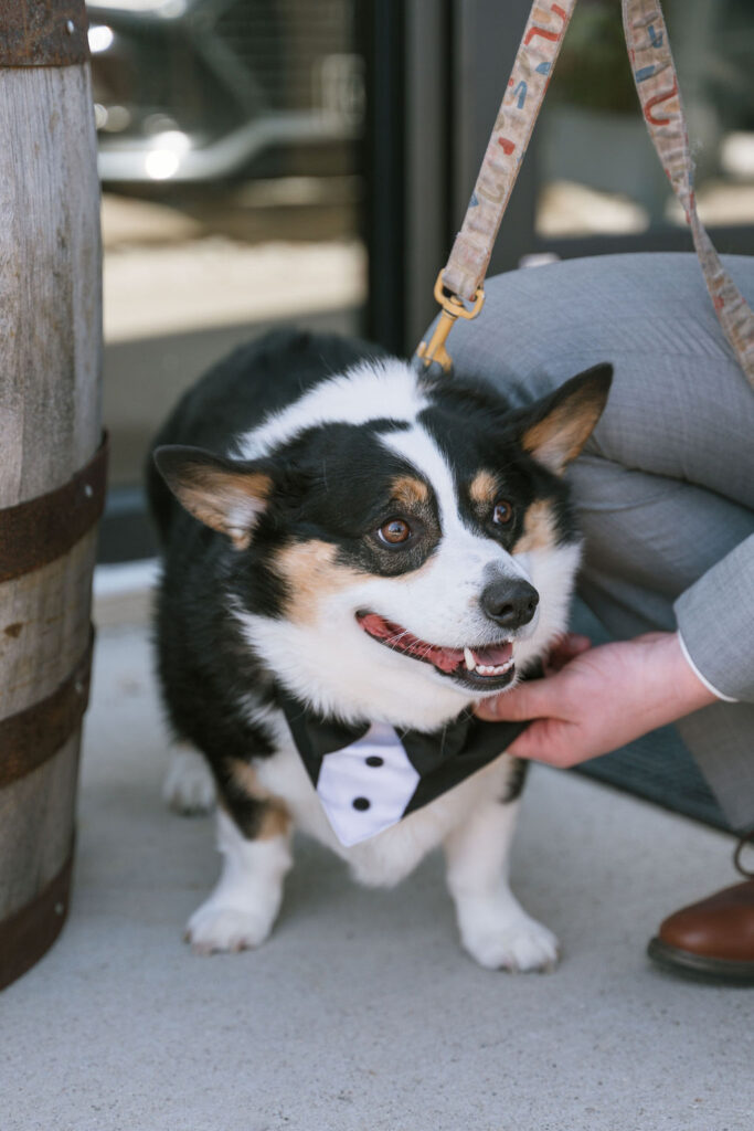 dog ring bearer