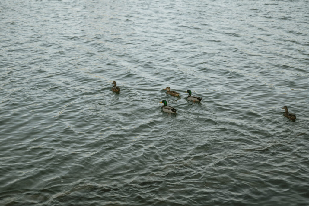 wildlife at private vows